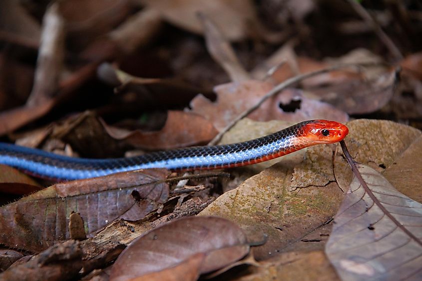 A blue coral snake among the leaf litter.