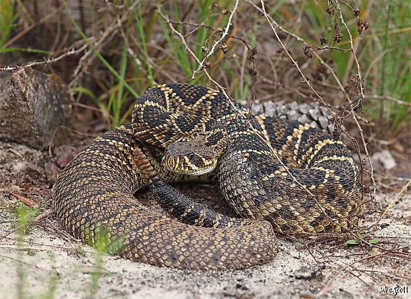 Eastern Diamondback Rattlesnake (Crotalus adamanteus) from North-Central Florida.