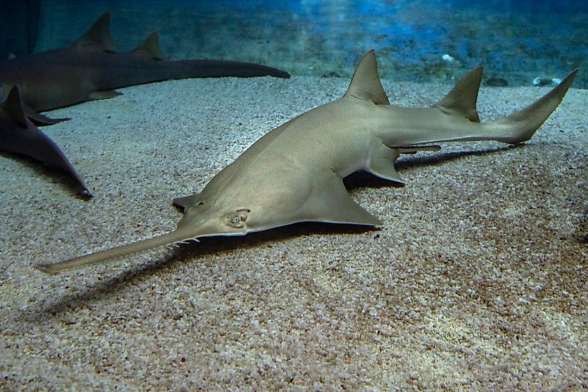 Smalltooth Sawfish underwater