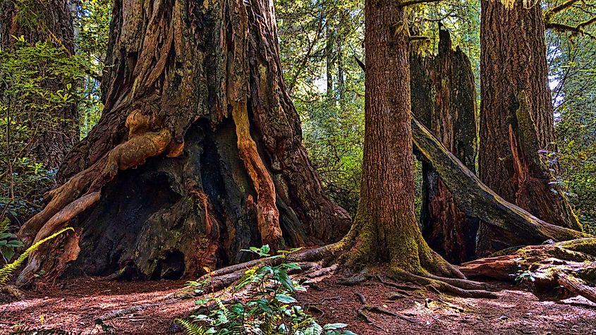 Giant redwood trees