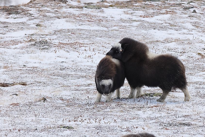 Wild Musk Ox in winter, mountains in Norway, Dovrefjell national park. Via Shutterstock / Frank Fichtmueller.