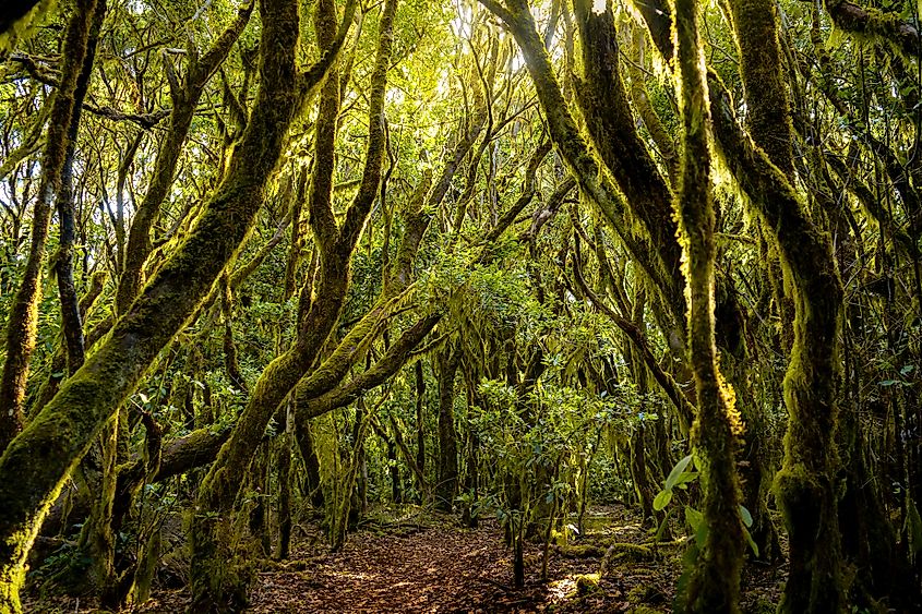 Garajonay National Park.