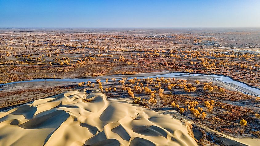 Aerial view of golden poplar forest and river at Lop People Village in Bayingolin, Xinjiang, China, showcasing spectacular autumn scenery with desert dunes and vibrant natural landscape.