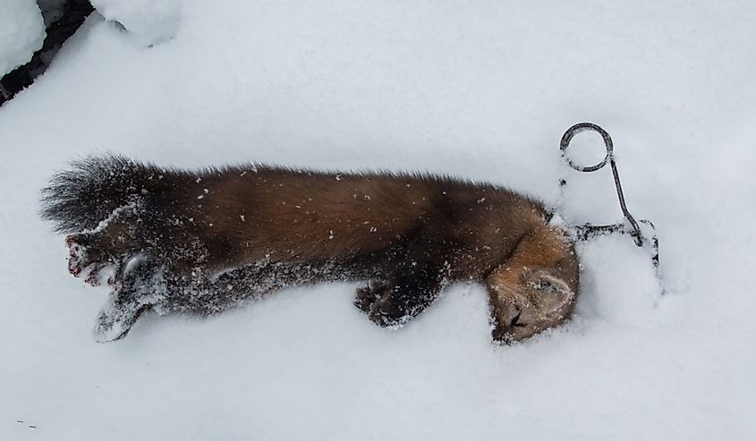 Wild sable, a species of marten valued for its luxurious expensive fur, caught in a humane instant-kill conibear trap in taiga forest in Siberia, the native land of the Khanty people