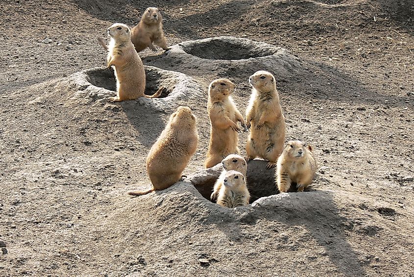 Prairie dogs standing at their burrow entrances, watching for predators.