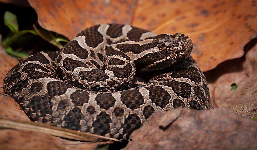A young eastern massasauga rattlesnake in leaves