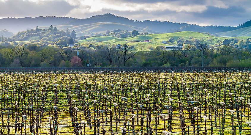 Vineyard With Rolling Hills In The Distance, Dry Creek Valley, Healdsburg, California, USA