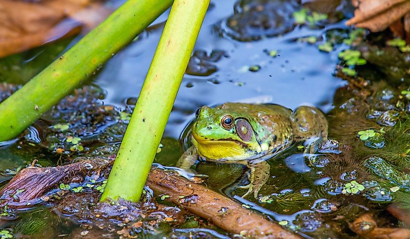 American bullfrog (Lithobates catesbeianus), Beaver Marsh, Cuyahoga Valley National Park, Ohio