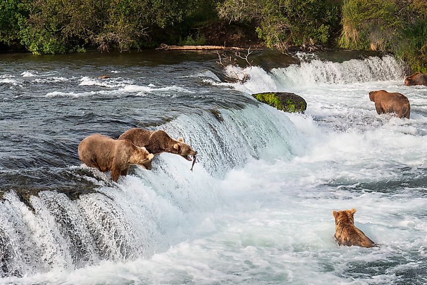 Brown bears fishing at Brooks falls in the Katmai National Park and Preserve, Alaska.