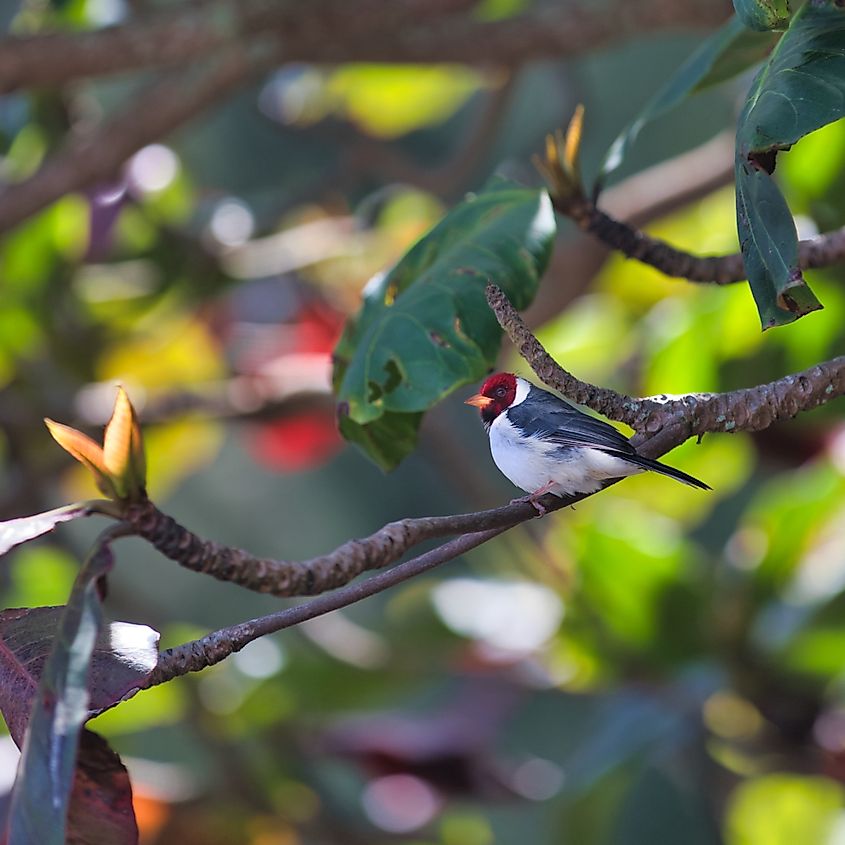 waipio valley bird