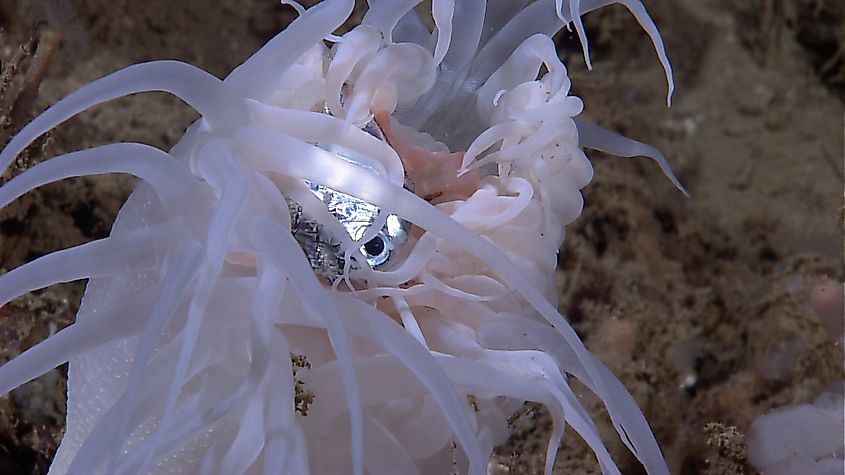 Anemones and fish discovered at the north end of DeSoto Canyon.