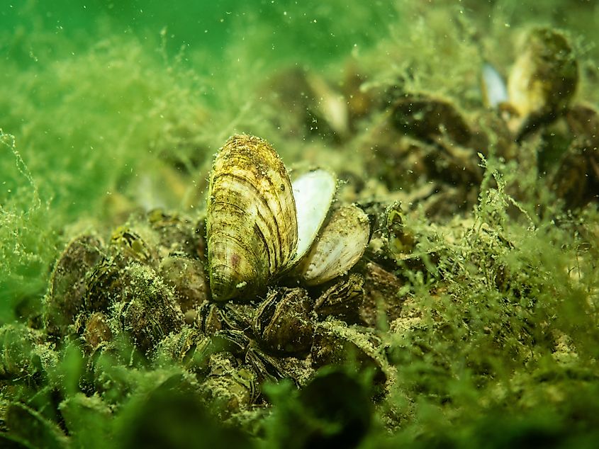 Close-up of the invasive quagga mussel. Image credit: Carismarkus.ch via Shutterstock