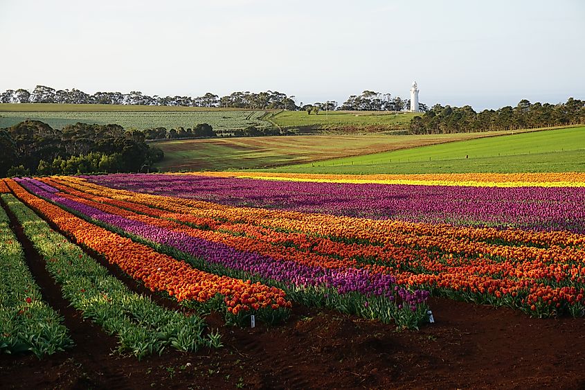 Tulips of Wynyard, Tasmania, Australia.