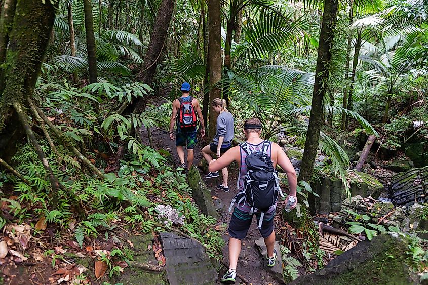 El Yunque national forest