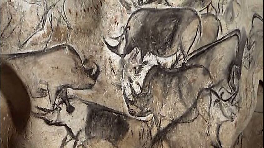 Rhinos depicted in ancient cave paintings from the Chauvet-Pont-d'Arc Cave, France.