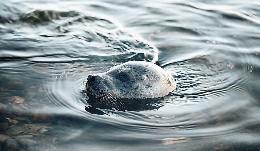 Young Greenland Harp Seal on Coastline of the Kandalaksha Bay on the White Sea Coast Russia