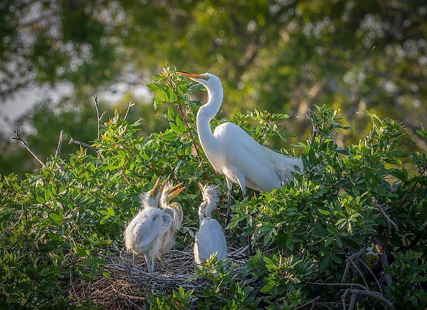Great or American Egret with 3 chicks at the Venice Audubon Rookery in Venice Florida USA
