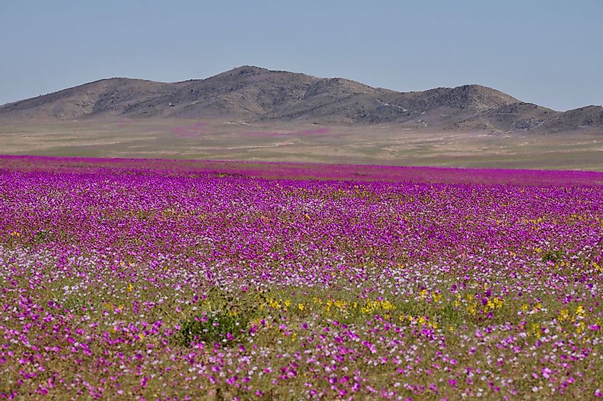 Flowering desert in Atacama Desert