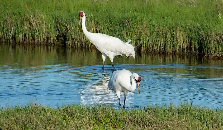 Pair of whooping cranes at Aransas National Wildlife Refuge in Texas