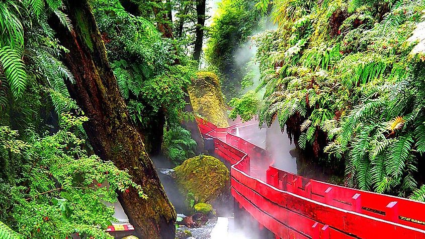 The Biodiversity Hotspot Of The Valdivian Temperate Rainforest - WorldAtlas The Biodiversity Hotspot Of The Valdivian Temperate Rainforest - WorldAtlas