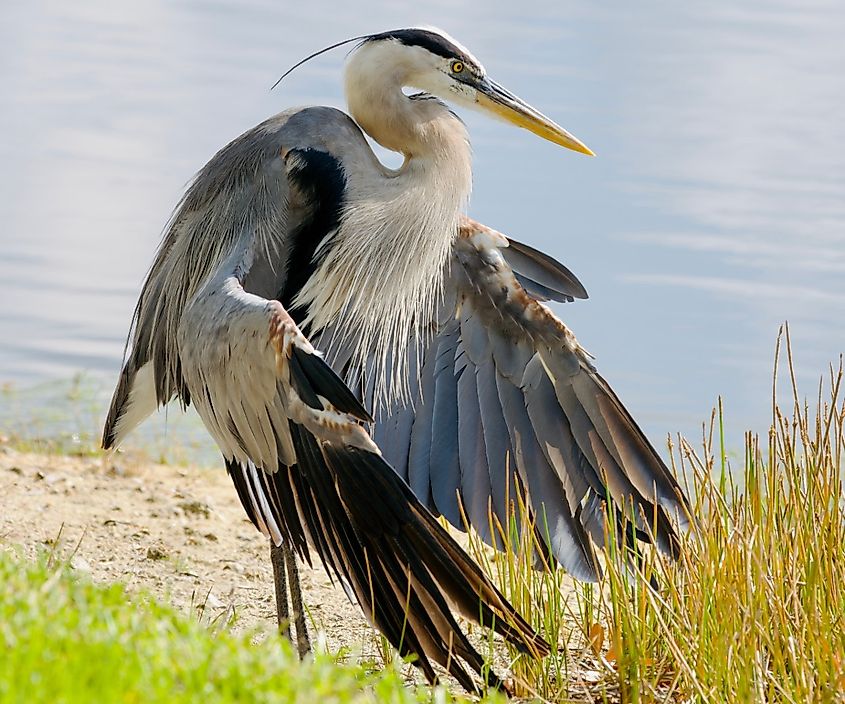 Great blue heron displaying his wings at water's edge