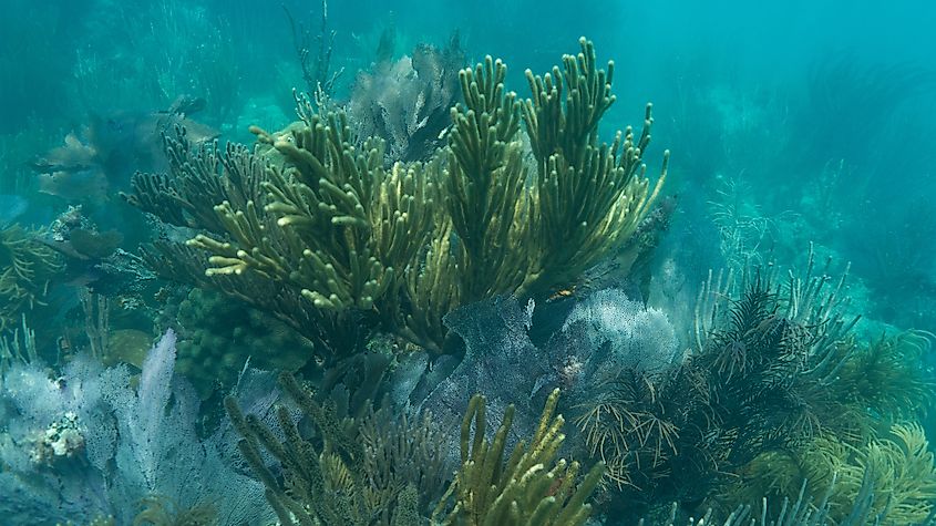 Coral reef seascape in Biscayne National Park off the coast of Miami, Florida with coral and sea sponge.