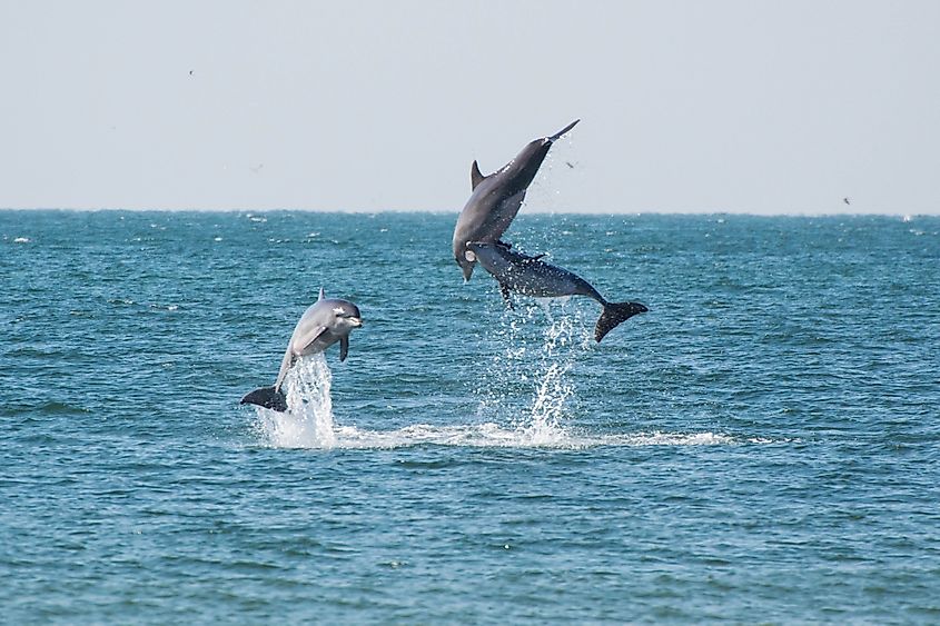 gulf of mexico animals