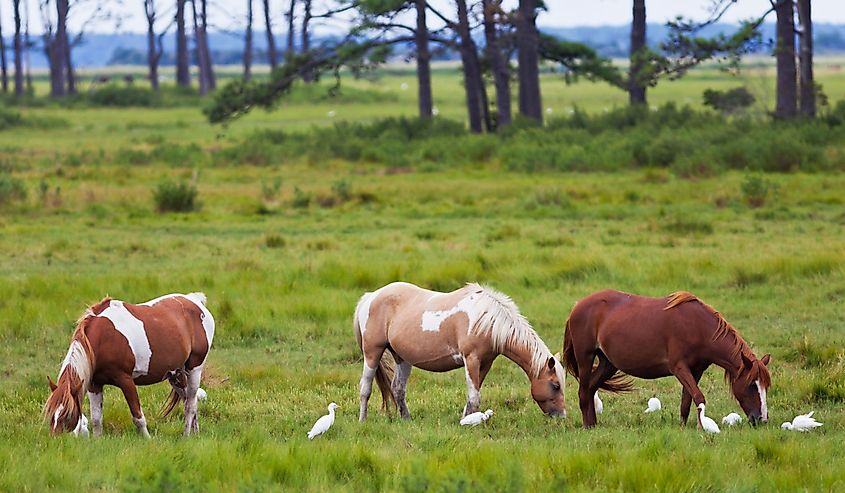 Chincoteague Ponies eating grass with birds.