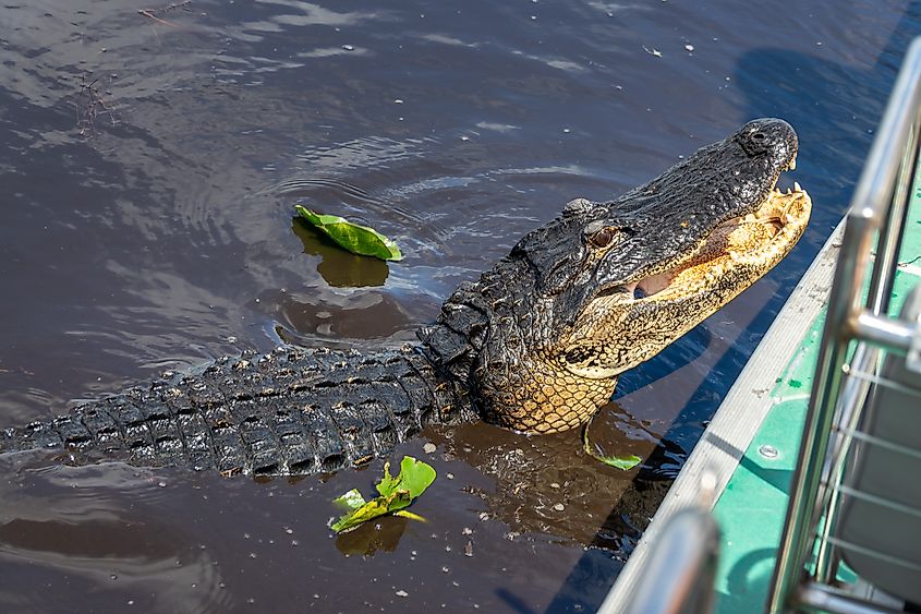 Close up of alligator during an airboat tour, Everglades National Park, Florida.