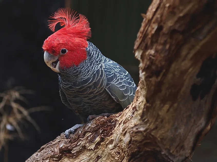 Australia gang-gang cockatoo