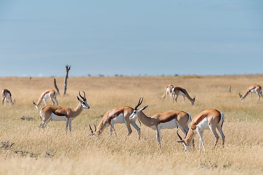 A group of springboks in Namibia