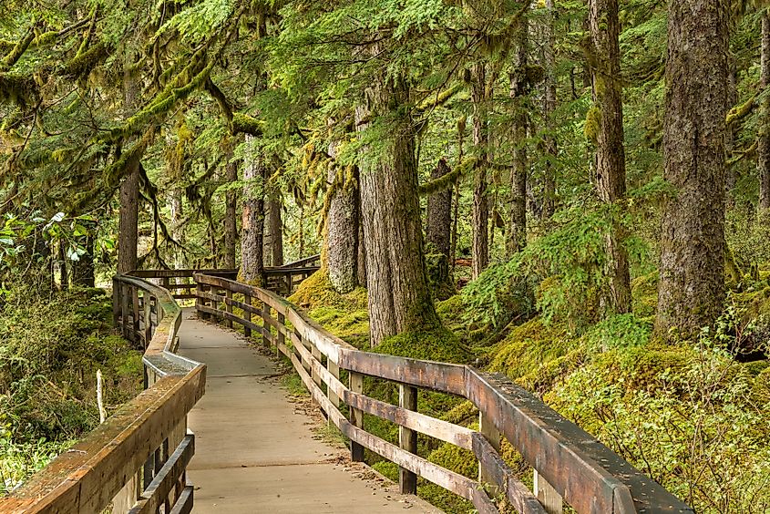 Forest Loop Trail at Glacier Bay National Park.