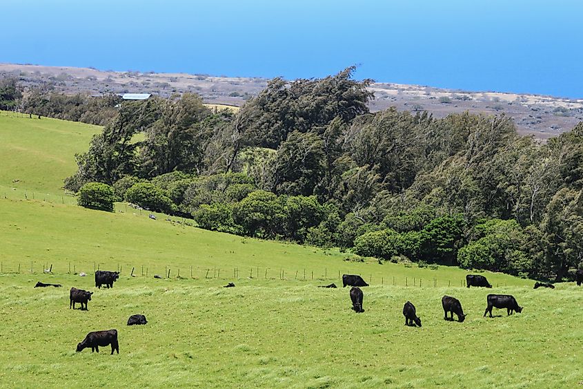Cattle near Waimea in Hawaii.