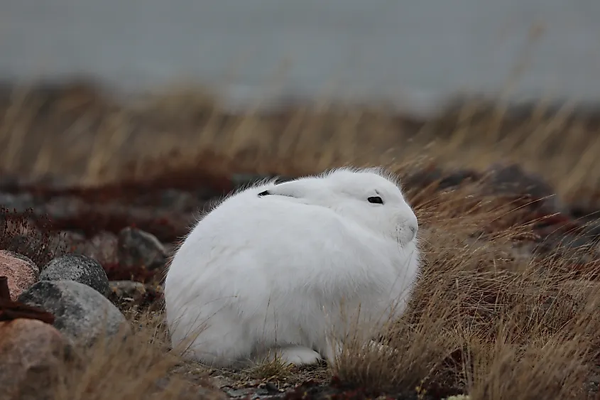 Close-up of an arctic hare, Lepus arcticus, in its winter coat while sitting surrounded by arctic plants turning red, found near Arviat, Nunavut