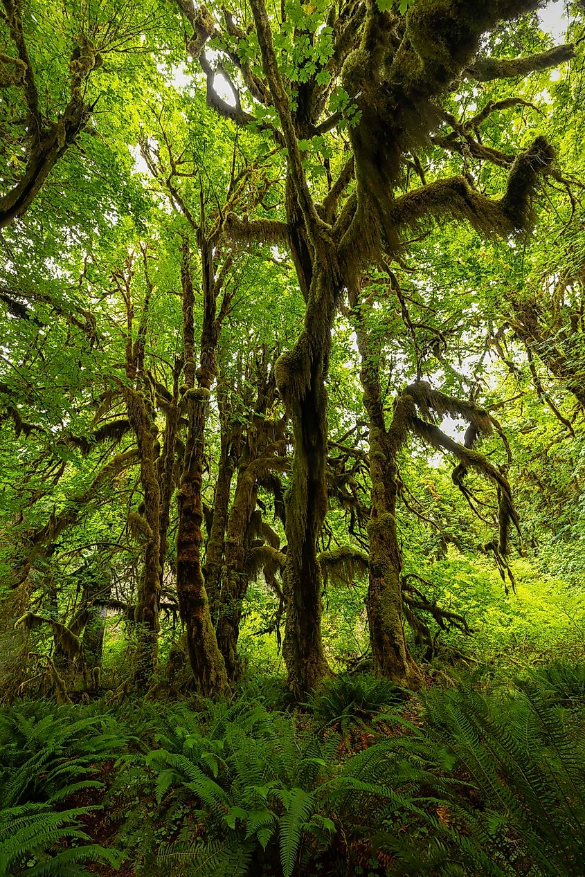 Moss draped trees in the Hoh Rainforest's Hall of Mosses. Photo by Brendan Cane
