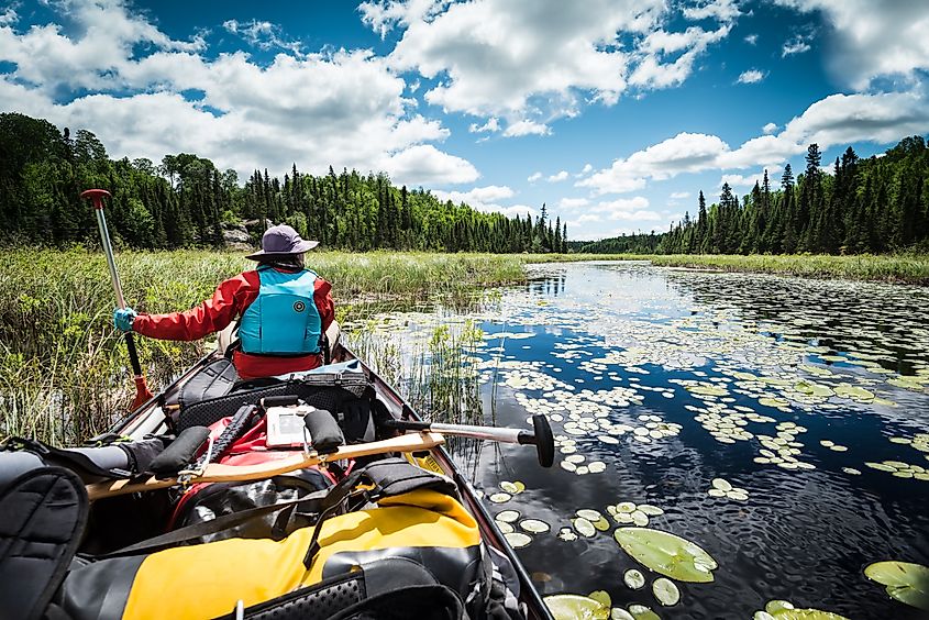 A person in a canoe paddles through a serene river filled with lily pads, surrounded by lush green trees and under a sky with fluffy clouds.