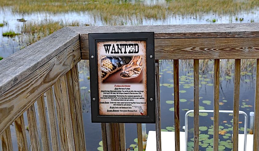 A "Wanted" sign, in Grassy Waters Natural Area, part of the Everglades eco system warning about burmese python snakes