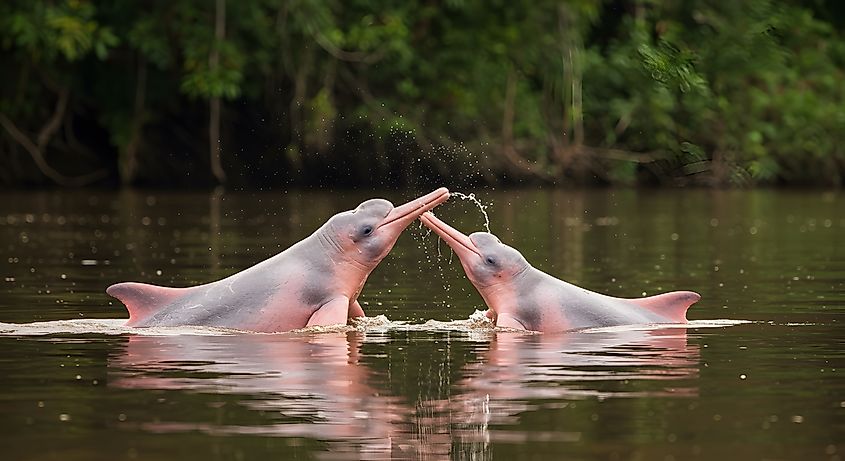 Araguaian river dolphin
