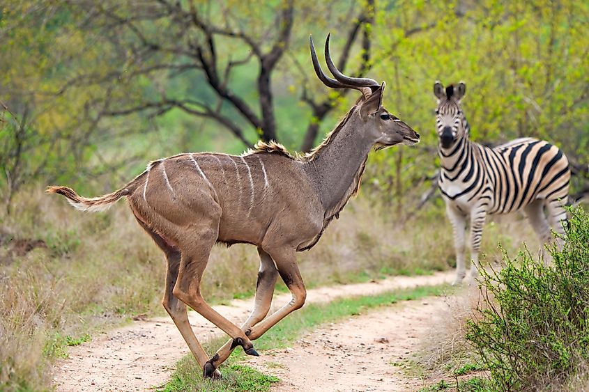 Kudu