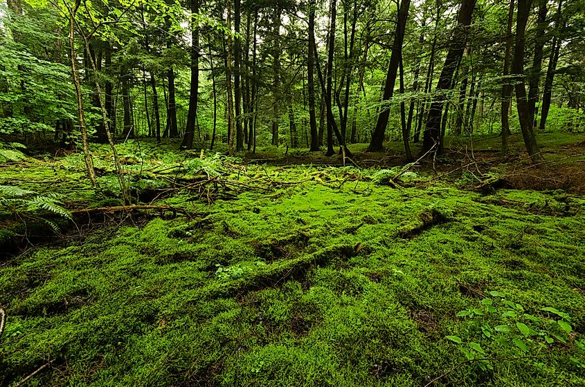 Memorial Grove Hemlocks. Credit: Joshua Mayer from Madison, WI, USA, CC BY-SA 2.0 <https://creativecommons.org/licenses/by-sa/2.0>, via Wikimedia Commons