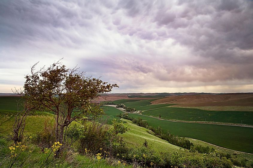 Walla Walla farm land in Washington State.