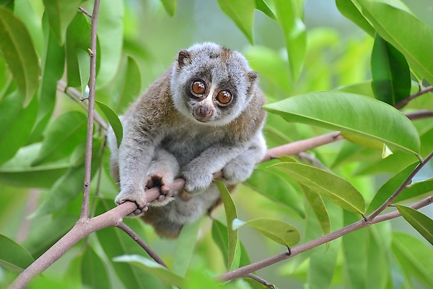 What Animals Live In Asia? - WorldAtlas What Animals Live In Asia? - WorldAtlas