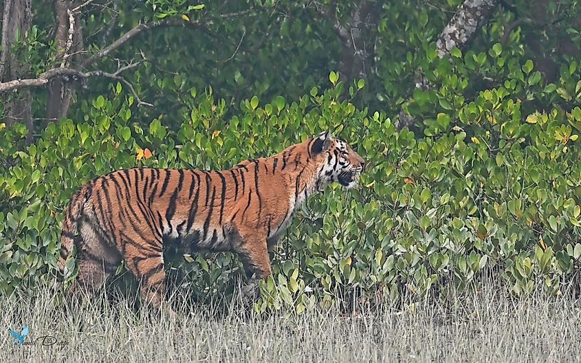 Sundarbans tiger