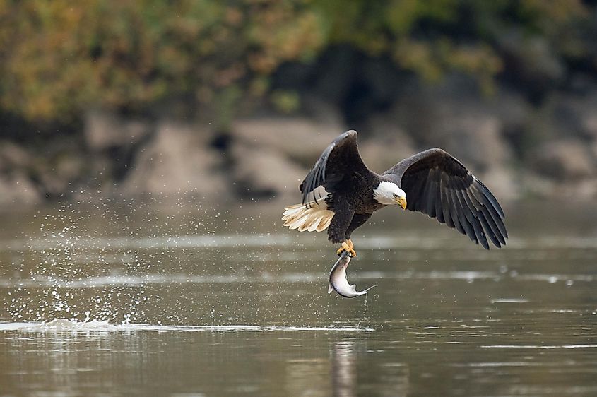 A bald eagle with a fish catch.