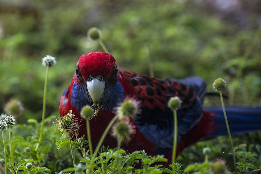 Crimson Rosella