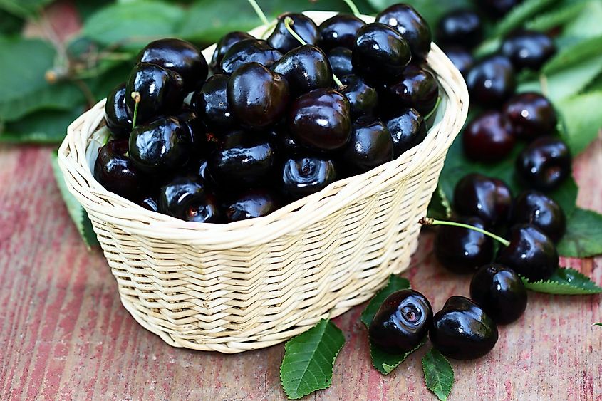 Black cherries ripening on the branch.