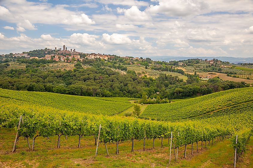 A vineyard near Montepulciano, Tuscany, Italy.