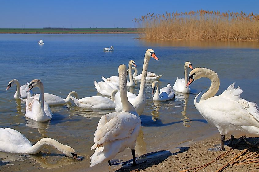 Dniester River