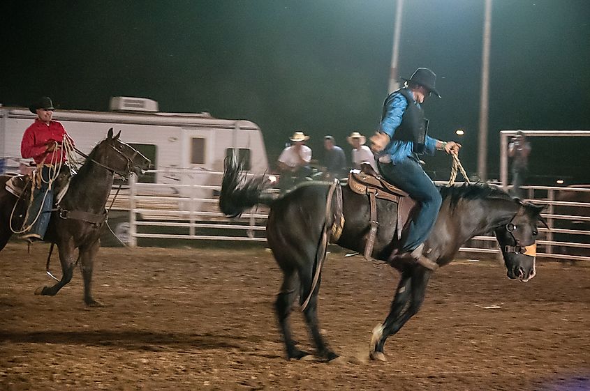 At the Cochise County Fairgrounds in Douglas, Arizona. By StellarD, CC BY-SA 4.0, via Wikimedia Commons