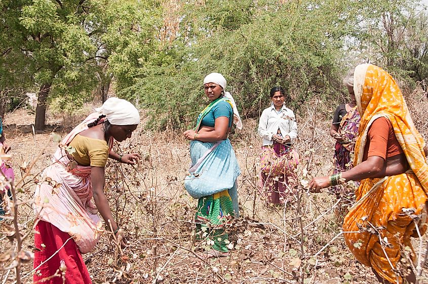 In northern india they harvest their. Сбор хлопка в Индии. Древние Индийцы хлопок. Восточно индийский хлопок. Хлопковые поля нноапвакасмччьбдлбьт Индия.